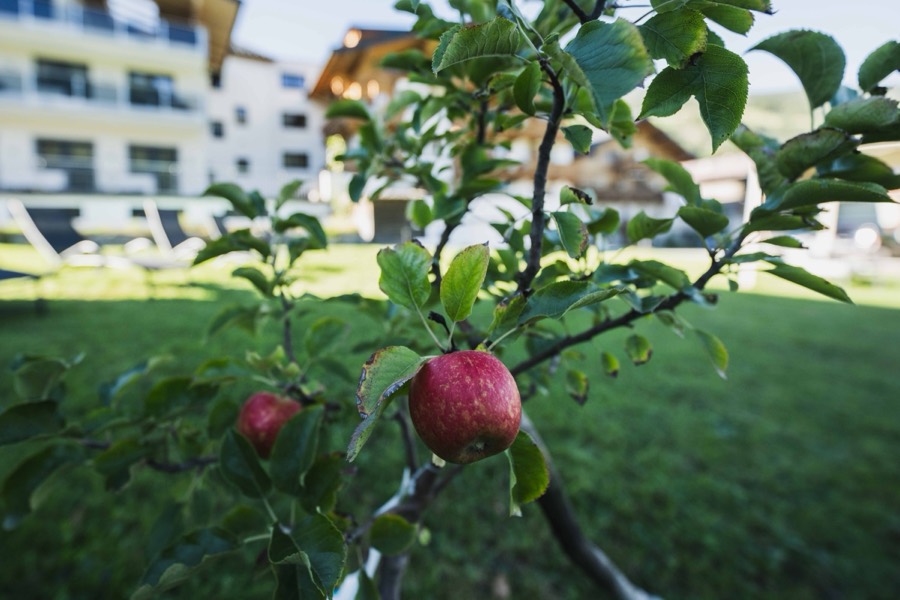 Apfelbaum im Garten des Domizil Brugger